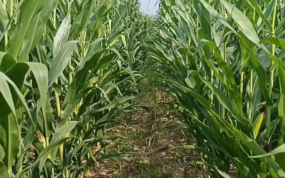 高标准农田建设提速 相关公司迎“风口”不愁订单