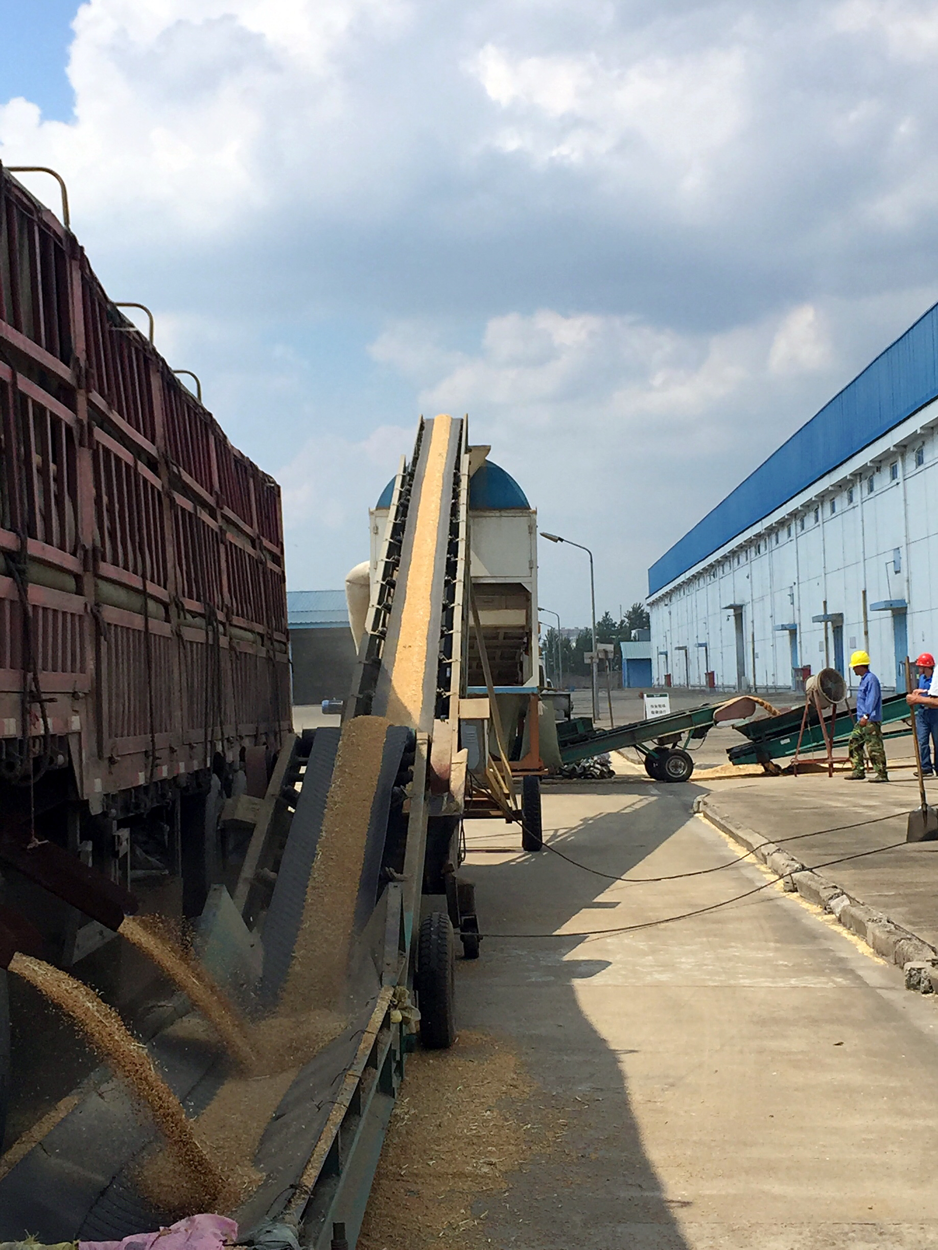 塔吉克斯坦小麦产量超55万吨