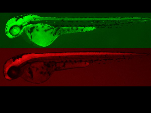 涡虫、斑马鱼等实验对象在空间站状态良好