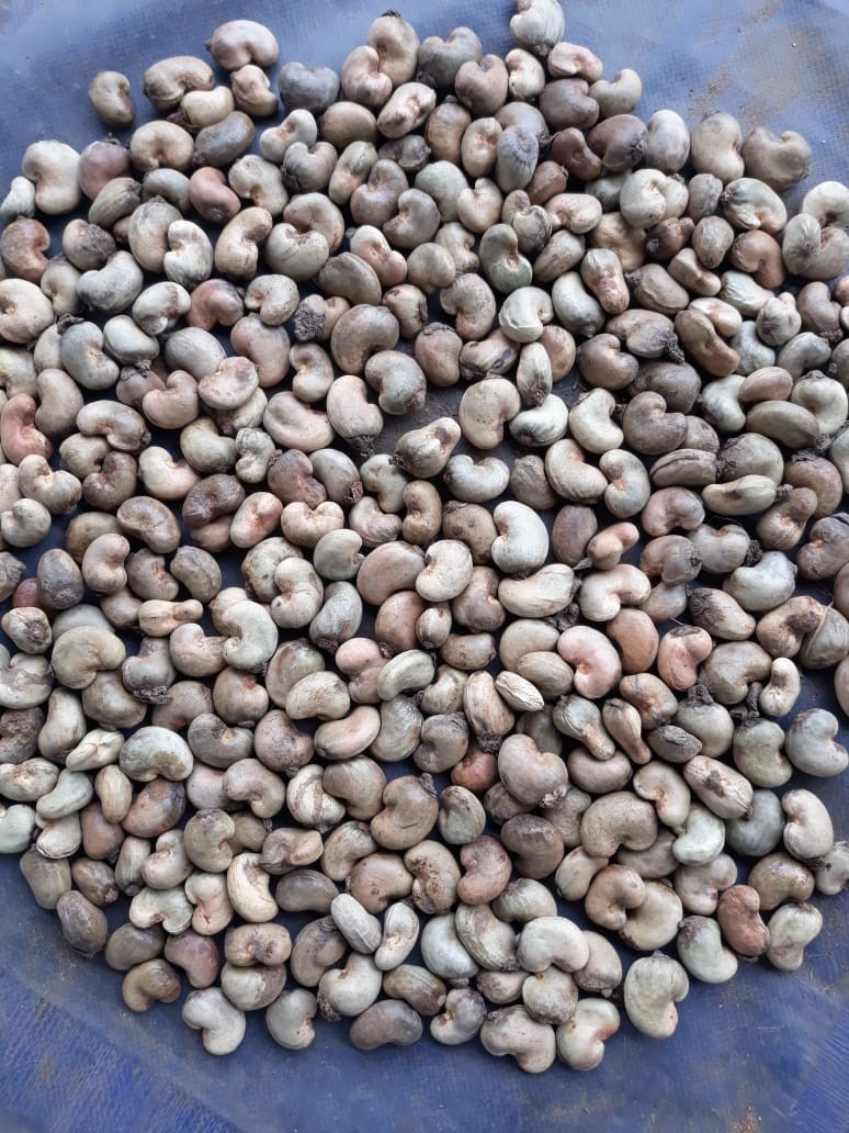 加纳腰果种植户呼吁兴建加工厂
