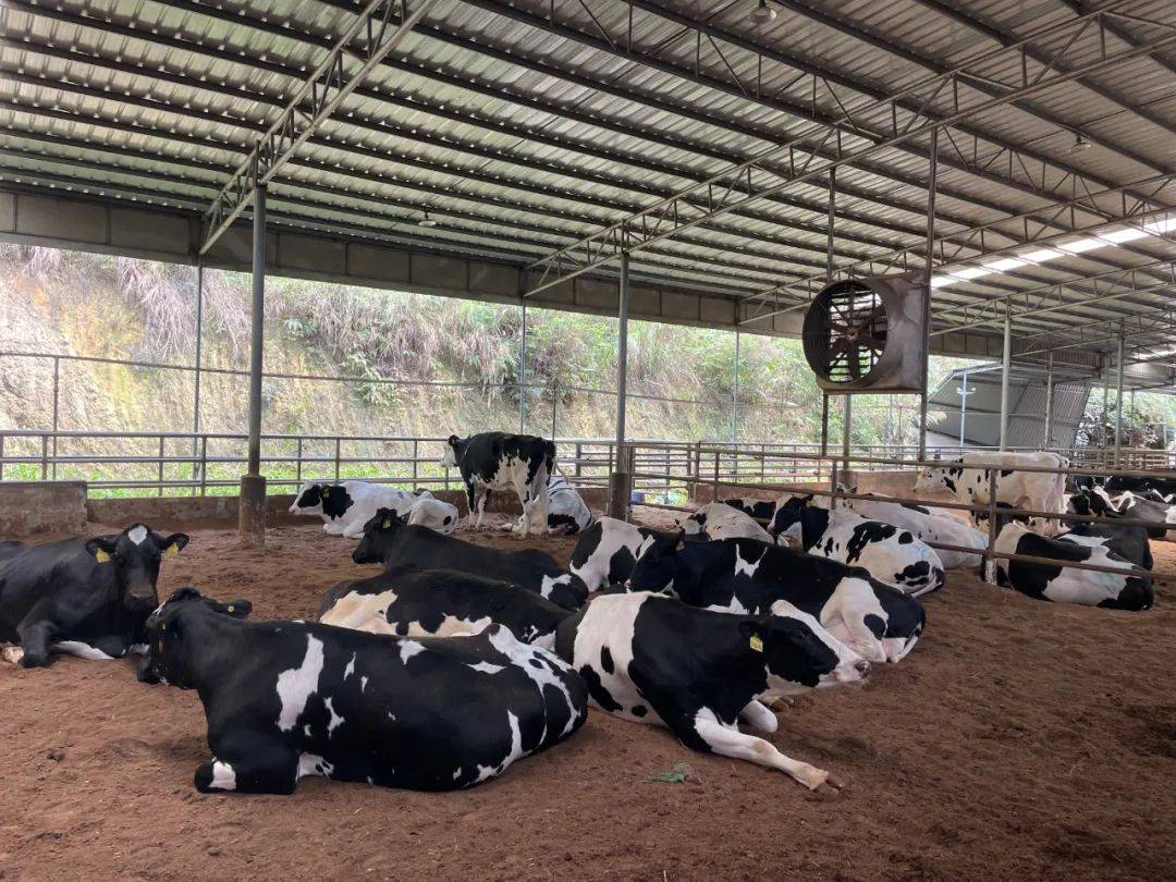 福成股份：公司经营业务从农业种植、肉牛饲养、屠宰分割、食品加工、餐饮服务等完整产业链条