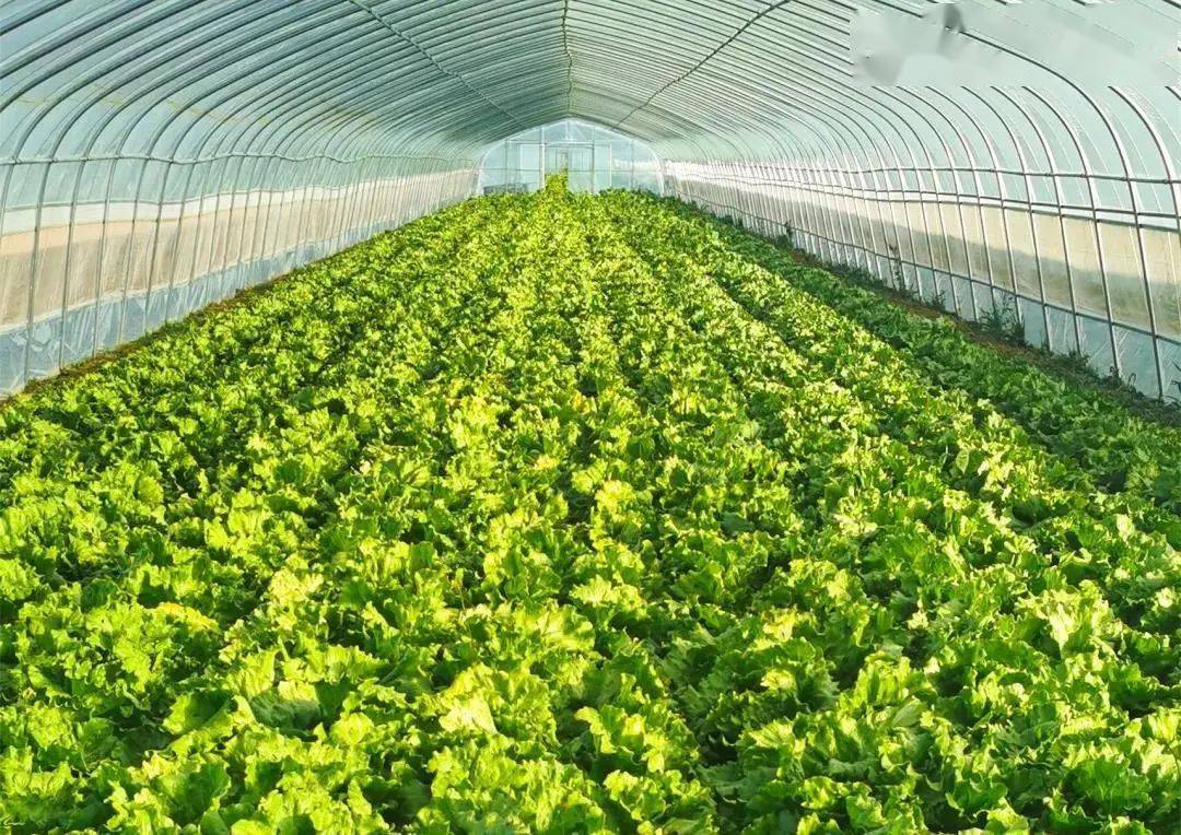 菲投资委员会推广农业标准以减少肉类进口