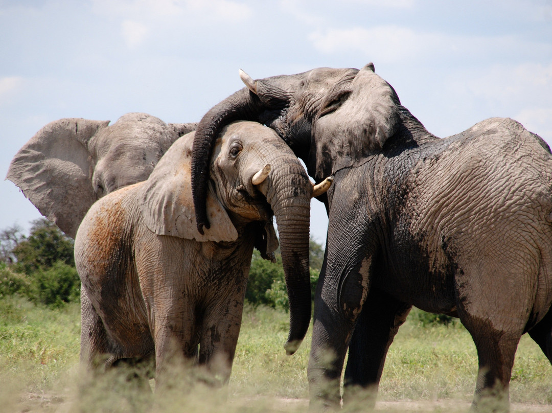 加纳2025年上半年外国直接投资增长381.91%