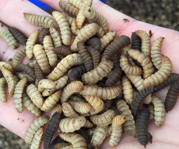 维尔利获得实用新型专利授权：“一种立体式养殖黑水虻的装置”