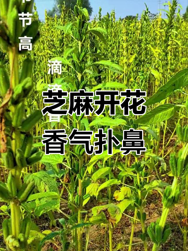 加达里夫州芝麻收获季节开始