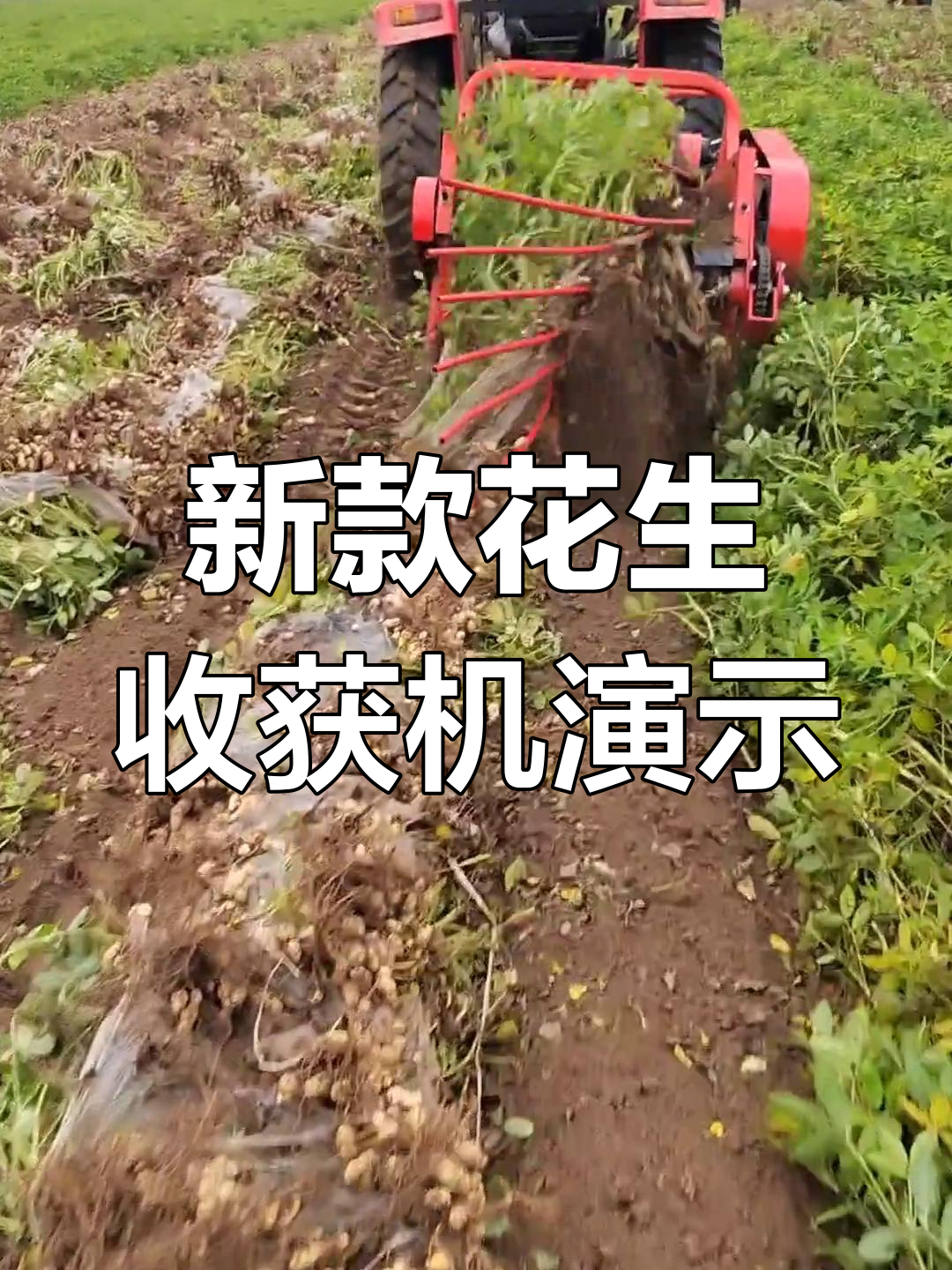 东达尔富尔州即将进入花生收获期