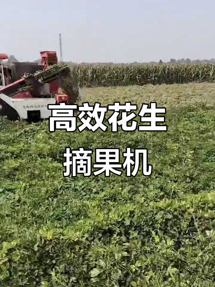 东达尔富尔州即将进入花生收获期