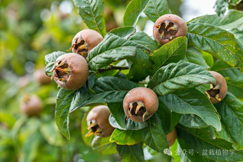 粉尘也能“施肥”？科研人员揭秘其对气候影响之谜