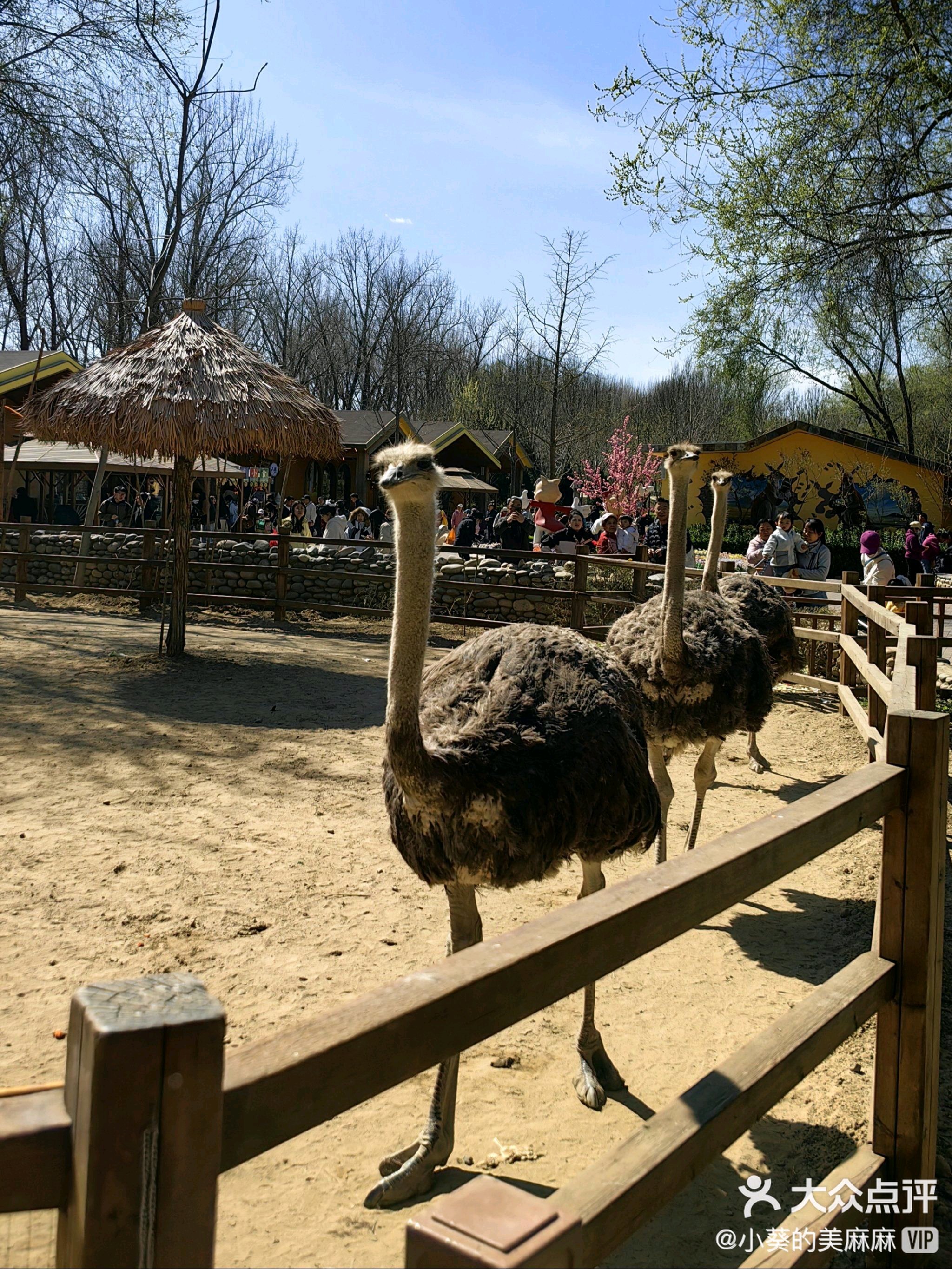 河南殷墟王陵区发现中国迄今最早“野生动物园”