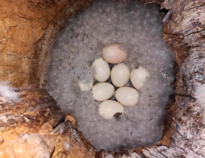 科普丨尼帕病毒：挑战公共卫生防线的“隐形杀手”