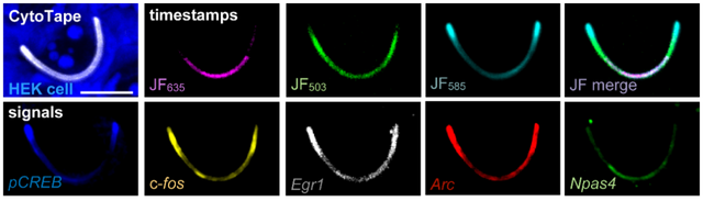 新技术可长时间“监控”细胞的基因活动