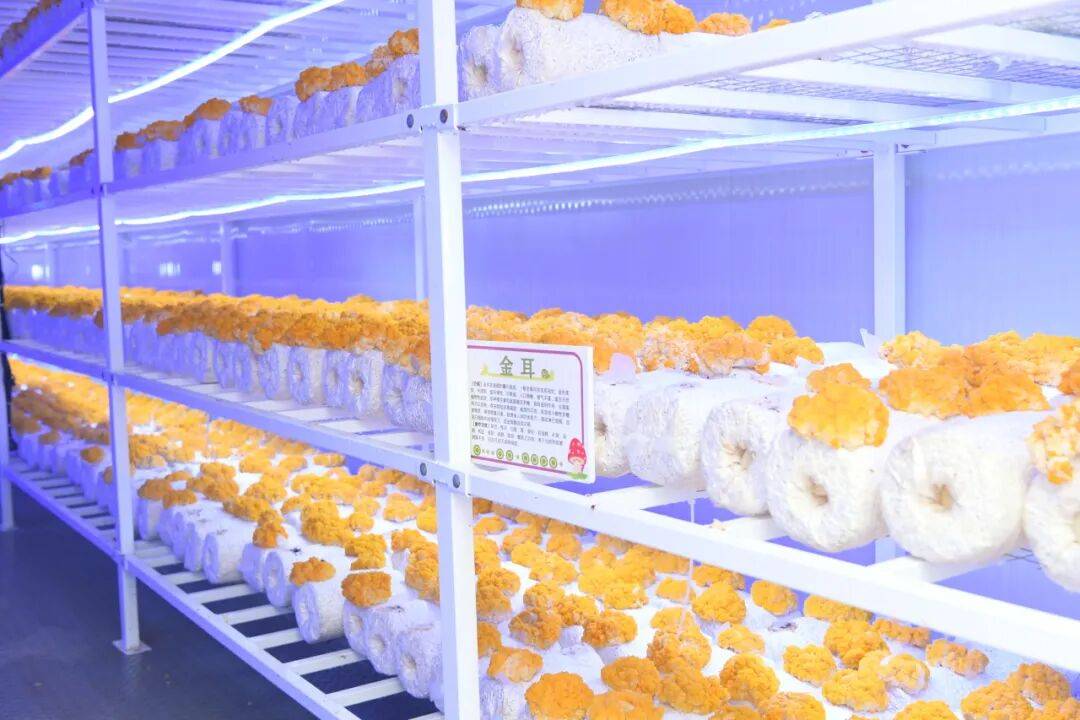 亿滋中国加码烘焙赛道 激活在华增长新动能