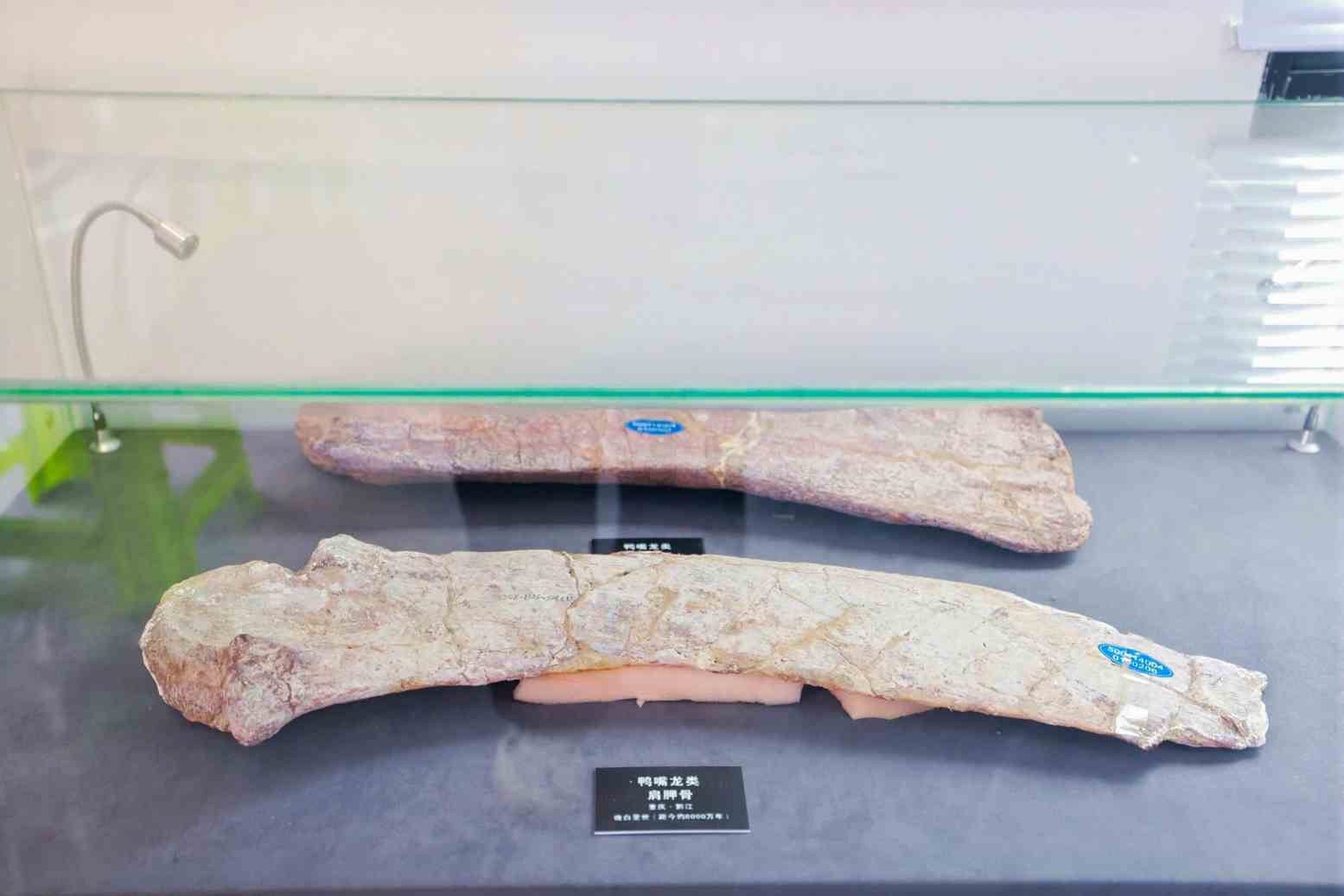 江西发现7000万年前的鸭嘴龙类新属种 拥有独特“帆尾”