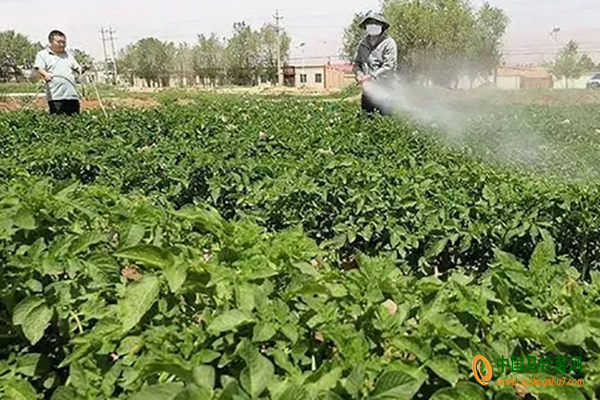 我国科学家提出马铃薯害虫绿色防控新思路