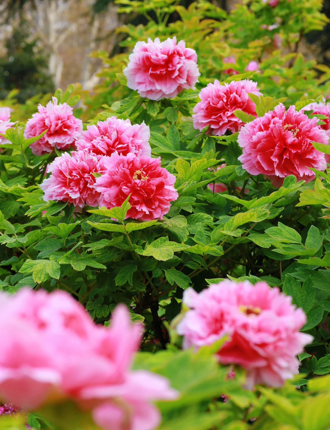 赏牡丹、游神都 滴滴多重惊喜助力洛阳踏春出行