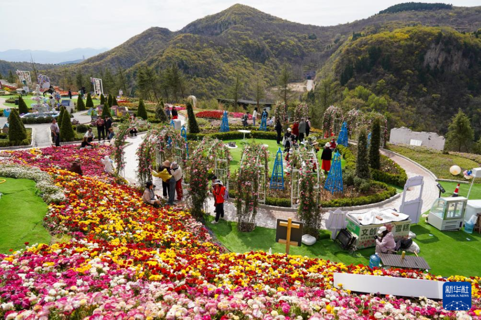 多地“赏花+”解锁消费新场景 现存赏花经济相关企业超811万家