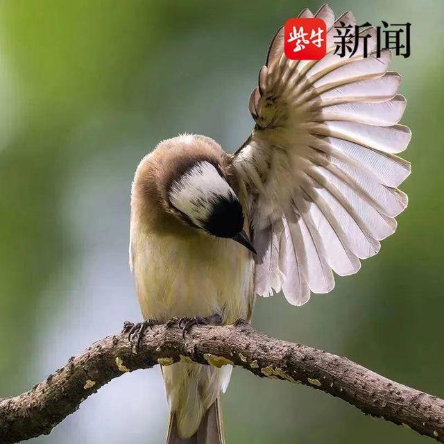 立方风控鸟·晚报(5月29日)