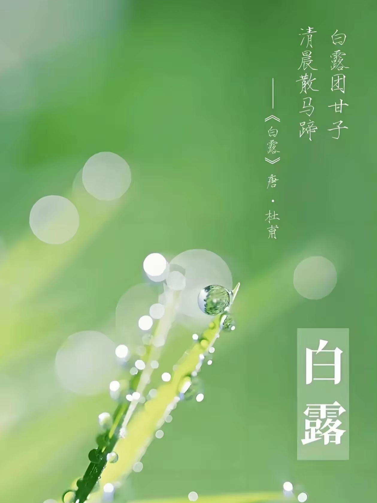 节气物候图鉴：白露至凉意生 全国玉露生凉地图看哪里率先迎秋凉